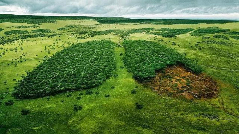 Deforestazione e diritti umani il caso della foresta Mau in Kenia